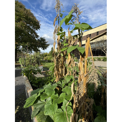 Three Sisters Garden at SUNY Binghamton.