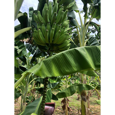 Plantains on Colombian farm