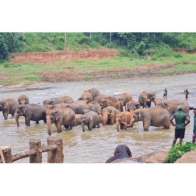 A herd of Indian elephants refresh in Sri Lanka
