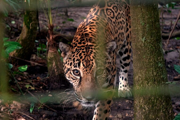 Filmmaker’s new doc highlights zoo with Red Dragon ties