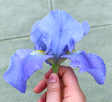 An example of the irises grown in SUNY Cortland's campus gardens and used by the Chemistry Department.