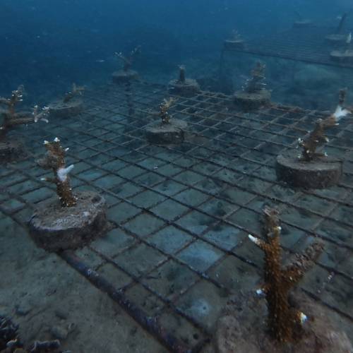 Coral reef restoration system