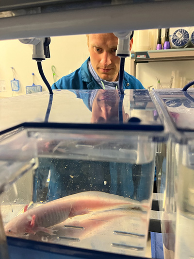 Duerr observing axolotl in a tank