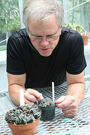 South African succulents