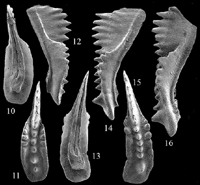 conodont pieces